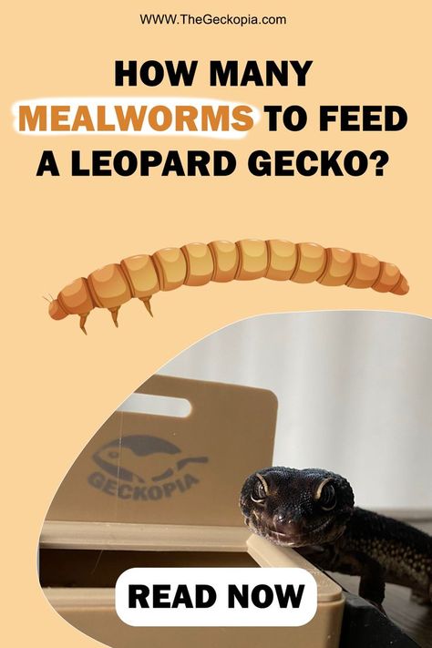 Leopard Gecko
Mealworm
Reptile feeders
Leopard Gecko dish
Reptile Dish
Reptile food
Dubia
Superworm
Cricket Leopard Gecko Enrichment, Leopard Gecko Habitat Ideas, Cute Leopard Gecko Tank Ideas, Leopard Gecko Terrarium Ideas, Leopard Gecko Cage, Leopard Gecko Diet, Gecko Cage, Leopard Gecko Cute, Leopard Gecko Habitat