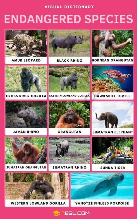 Endangered Animals Project, Cross River Gorilla, Eastern Lowland Gorilla, Sumatran Elephant, Sumatran Rhino, Bornean Orangutan, Sumatran Orangutan, Endangered Plants, Improve English