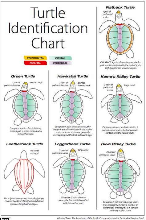 sea turtle indemnification chart Oceanography Marine Biology, Types Of Turtles, Turtle Facts, Tortoise Turtle, Biology Notes, Animal Science, Turtle Love, Marine Biologist, Marine Conservation