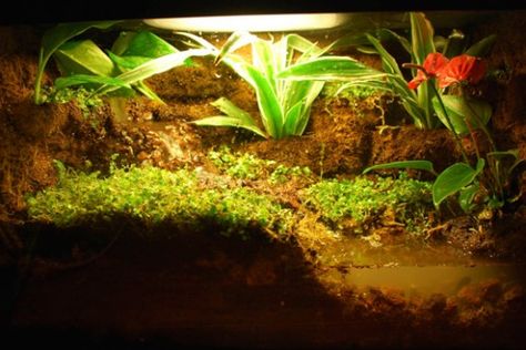 Building a Salamander Vivarium or Terrarium Salamander Tank Setup, Salamander Habitat Diy, Salamander Terrarium Ideas, Pet Salamander Habitat, Tiger Salamander Enclosure, Salamander Enclosure, Salamander Vivarium, Salamander Paludarium, Salamander Habitat