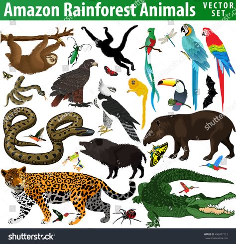 set of vector amazon rainforest jungle animals #Ad , #Affiliate, #amazon#vector#set#animals Amazon Rainforest Animals, Rainforest Project, Animals List, Amazon Birds, Rainforest Biome, Amazon Animals, Jungle Animal Art, Rainforest Theme, Amazon Forest