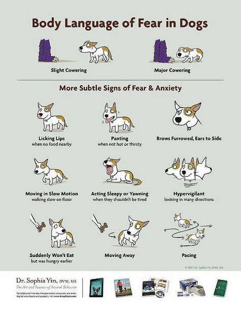 Dog Bite Prevention- Teach Children the warnings! Dogs don't "just bite" they warn first! Important! Body Language of Fear in Dogs, compliments of Dr. Sophia Yin Found at http://on.fb.me/XQ5VqK Dogs Poster, Dog Body Language, Dog Language, 강아지 그림, Dog Biting, Animal Behavior, Pet Hacks, Dog Obedience, Dog Training Obedience