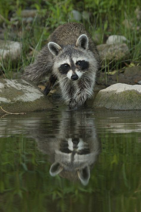 Nature Water River - Free photo on Pixabay North American Animals, Pet Raccoon, American Animals, Cute Raccoon, Woodland Creatures, Unique Animals, Animal Photo, Forest Animals, Nature Animals