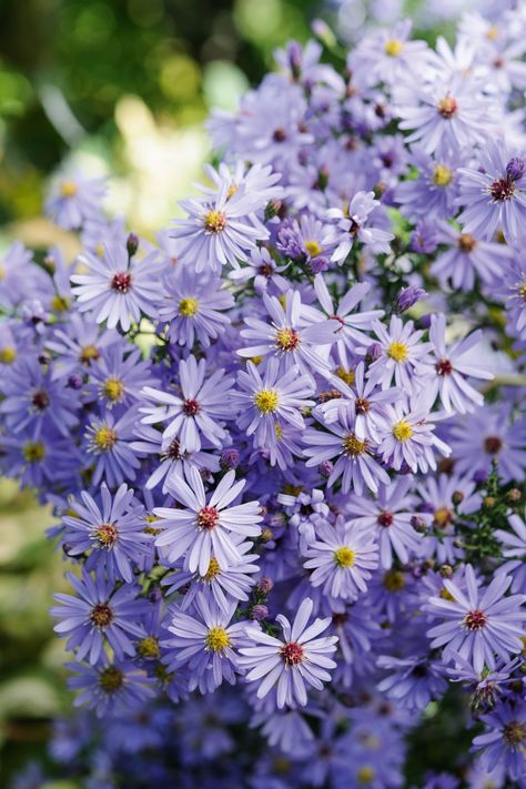 Purple Flowering Plants, Small Purple Flowers, Blue And Purple Flowers, Flower Spike, Flowering Plants, Purple Flower, Green Flowers, Small Flowers, Geraniums