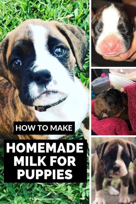 The ingredients you'll need for this homemade puppy milk recipe are: Puppy Milk Replacement Recipe, Puppy Formula Recipe, Milk Replacement, Puppy Formula, Puppy Development, Formula Recipes, Puppy Find, Puppy Litter, Baby Cereal