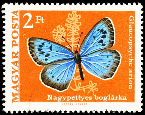 Blue butterfly stamp hungary 1969 thymianheiden-bläuling glaucopsyche arion - via Bernd Kirschner on Flickr https://flic.kr/p/76QpNY | Vintage Stamps Postage, Bridge Tally Cards, Commemorative Stamps, Laptop Backgrounds, Butterfly Stamp, Postage Stamp Art, Cute Letters, Vintage Postage Stamps, Letter Stamps