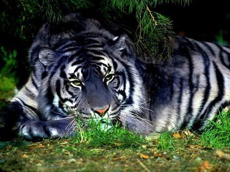 Blue Tiger | This is majestic! Have anybody seen a blue #tig… | Flickr Maltese Tiger, Melanistic Animals, Albino Animals, Rare Cats, Tiger Pictures, Lions And Tigers, Tiger Tiger, Siberian Tiger, Blue Tiger