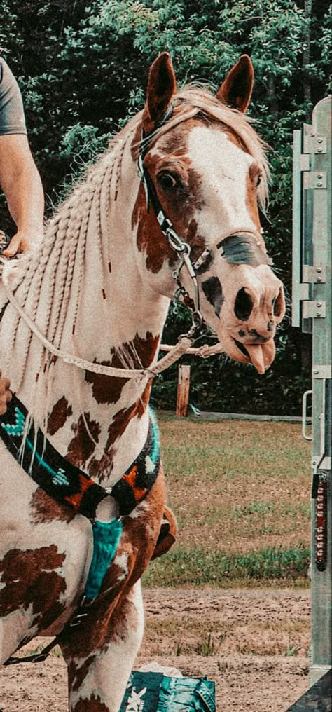 Horse Judging Outfits, Buckskin Barrel Horse, Horseback Riding Western, Country Horse Aesthetic, Pretty Horse Pictures, Western Riding Aesthetic, Horses For Sale Near Me, Horse Tack Sets, Barrel Racing Aesthetic