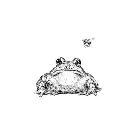 Bullfrog Tattoo, Frog Sketch, Aesthetic Frog, Fly Drawing, Octopus Tattoos, Tattoo Filler, Insect Tattoo, Frog Tattoos, English Fonts