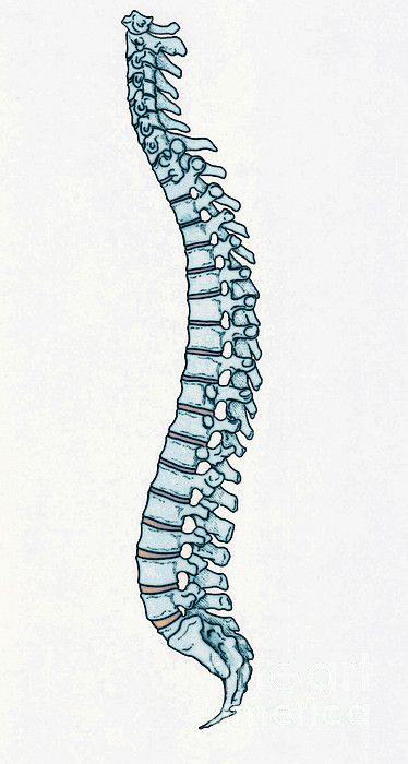 Spine Drawing Sketches, Spinal Column Tattoo, Vertebral Column Drawing, Spine Illustration Art, Spine And Pelvis Drawing, Spinal Cord Drawing, Spinal Column Anatomy, Vertebrae Art, Spine Drawing