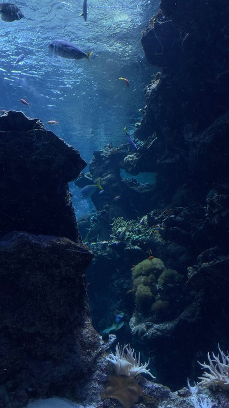 Underwater Ocean Wallpaper, Dark Blue Underwater Aesthetic, Phone Wallpaper Underwater, Underwater Lockscreen, Sea World Wallpaper, Aquarium Lockscreen, Aquarium Wallpaper Aesthetic, Sea World Aesthetic, Under Ocean Wallpaper