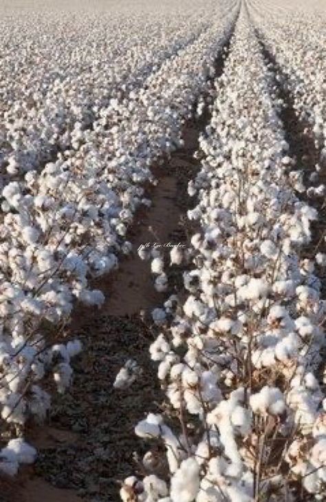 Cotton Plantations, Botanical Gardens