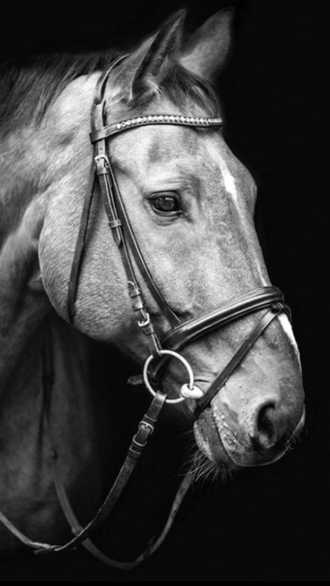 LL Horse Head Photography, Horse Black And White, Adoption Photos, Hilarious Photos, Horse Face, Most Beautiful Horses, Horse Portrait, Horse Drawings, Horse Sculpture