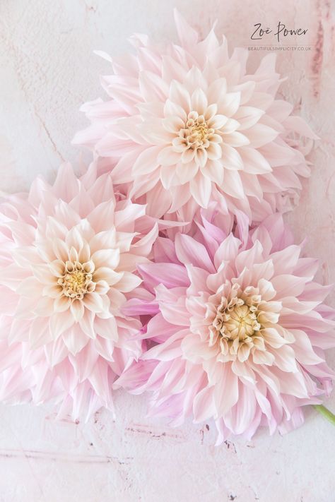 Cafe au Lait Dahlia flatlay in blush pink | Zoë Power | Flickr Cafe Au Lait Dahlias, Wedding Flower Types, Dahlia Care, Dahlia Bouquet, Growing Dahlias, Rare Flowers, Dahlia Flower, English Roses, Sugar Flowers