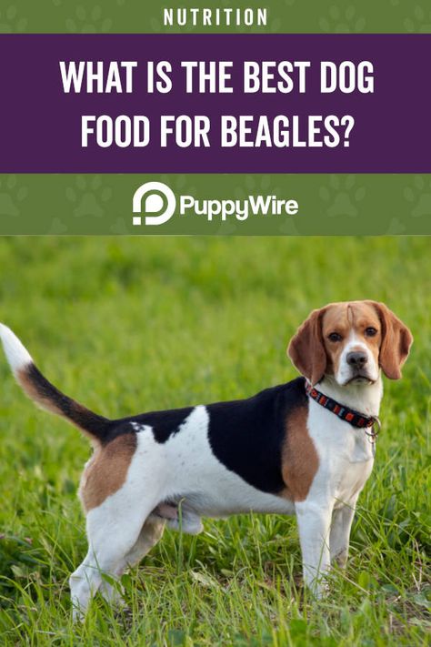 Wanting to find the best dog food for beagles? Our top 6 picks and buyer's guide will help you keep your Beagle happy and healthy. Beagle Recipe, Breakfast Beagle Ideas, Cooking With Beagles, High Protein Dog Food, Beagle Training Tips, Beagle Facts, Diy Dog Food, Premium Dog Food, Prebiotics And Probiotics