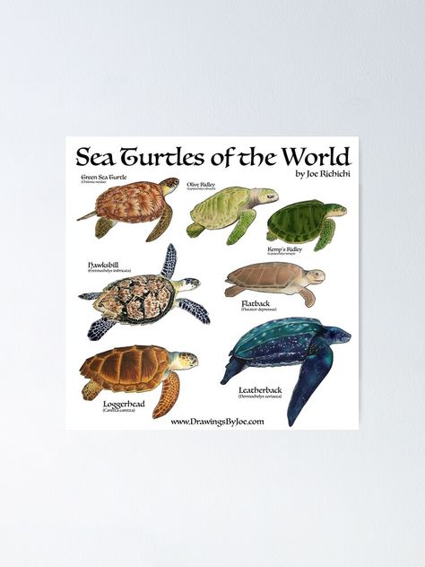 "Sea Turtles of the World" Poster by Artworkbyjoe | Redbubble World Poster, Marine Sea, Aquatic Turtles, Red Bubble, Green Sea, Sea Turtles, A Drawing, Super Sweet, Sea Turtle