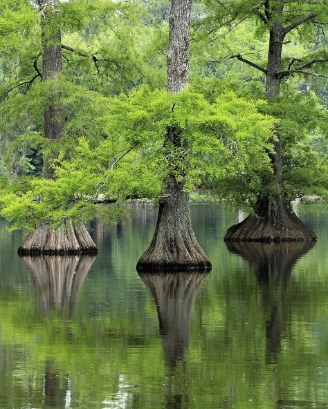 Taxodium Distichum, Bald Cypress Tree, Cypress Mulch, Grape Tree, Amazing Trees, Bald Cypress, Image Nature, Old Trees, Cypress Trees