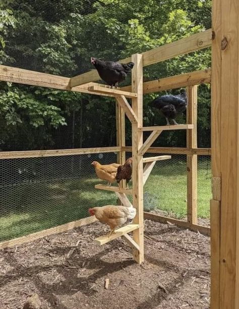 Chicken Coop Perch, Chicken Yards, Chicken Coop Toys, Chicken Pets, Chicken Perch, Chicken Perches, Backyard Ducks, Coop Run, Duck Coop