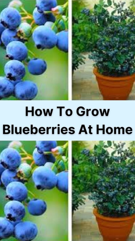 Blueberries are one of the most delicious fruits in the world. They are the perfect addition to breakfast and taste great in smoothies. Given this demand for blueberries, the prices can, at times, be rather pricey.

Fortunately, there’s an easy way to grow blueberries at home. Here’s what you need to know.
Be Picky!
There are different types of blueberries, and knowing what works best in your environment is instrumental in successfully Some berries survive better in humid climates Grow Blueberries, Delicious Fruit, Growing Food, How To Grow, Blueberries, Different Types, Saving Money, Save Money, To Grow