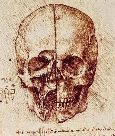 Leonardo Vinci, Antique Art Prints, Drawing Studies, James Martin, Human Skull, Salvador Dali, Moleskine, Antique Art, Animal Design