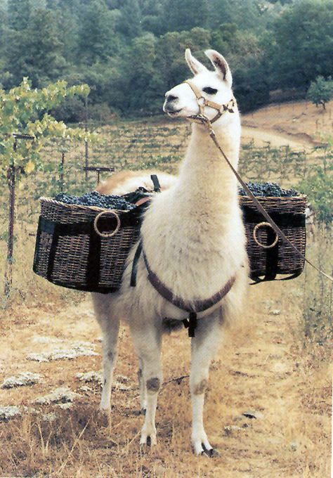 Going to work! This is PUCK - an infamous llama from Sonoma County. I bought those baskets at a fund raiser! Llama Pictures, Llama Funny, Llama Face, Llama Arts, Alpaca Baby, Tattoo Nature, Llama Llama, Baby Llama, Fund Raiser