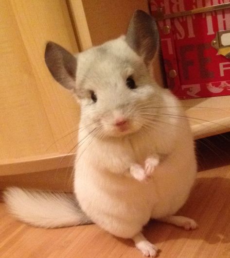 Chinchillas Cute, White Chinchilla, Cute Chinchilla, Chinchilla Cute, Private Instagram, Chinchilla Pet, Cute Rats, Chinchillas, Silly Animals