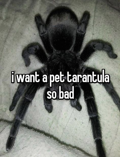 Pet Tranchulas, Trantuala Spider Cute, Trantuala Spider Pet, Tarantula Aesthetic, Brazilian Black Tarantula, Cute Tarantula, Tarantula Pet, Spiders Cute, Black Tarantula