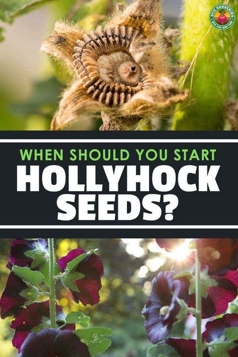 Planting Hollyhocks, Saving Flower Seeds, What To Plant With Hollyhocks, Holly Hock Flowers, Transplanting Hollyhocks, Hollyhock Seeds How To Grow, Growing Hollyhocks From Seed, Growing Flowers From Seeds, How To Grow Hollyhocks From Seed