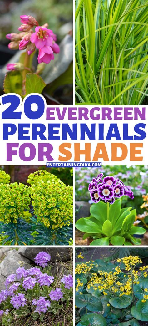 Planters For Shade, Colorful Perennials, Evergreen Perennials, Perennials For Shade, Evergreens For Shade, Shade Loving Flowers, Lily Turf, Shade Landscaping, Shady Garden