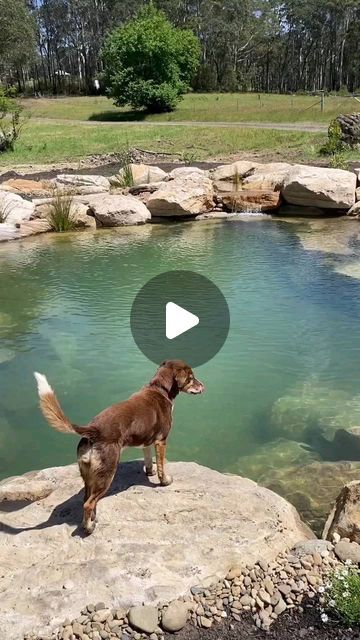 Recreation Ponds Australia on Instagram: "Bilpin Eco Retreat Natural Swim Pond by CAC's @akuna.ecoscapes. This project took the team 4 weeks to build for a client who has a focus towards sustainable living and nature. This recreation pond is off-grid and solar powered with locally sourced rocks and endemic native plants. They also have native fish, shrimp and freshwater mussels in this pond. This natural wetland filtration creating an ecosystem that will thrive as it matures.  #naturalpoolsaus #naturalpool  #ecopool  #aquascapeaustralia #sydneylandscaping #sydneygardens" Recreation Pond, Modern Pond, Wyoming Cabin, Swim Pond, Fish Ponds Backyard, Eco Retreat, Sydney Gardens, Natural Swimming Ponds, Backyard Beach