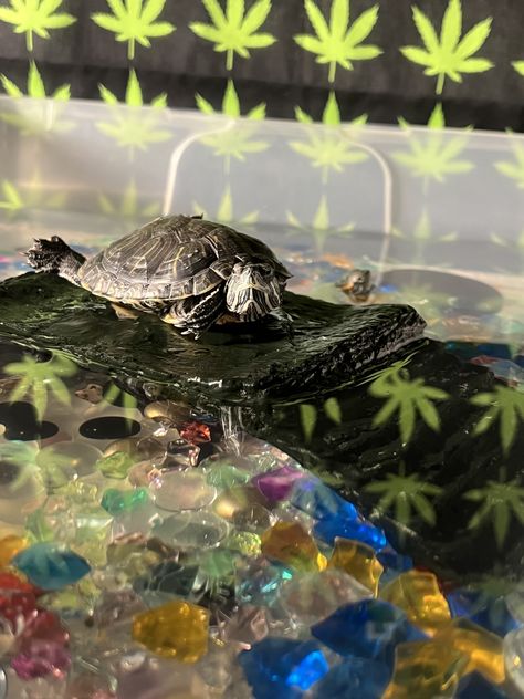 Pet Turtle Aesthetic, Turtle Aesthetic, Woo Man, Piano Music Lessons, Pet Turtle, Turtle Tank, Middle Child, Cute Turtles, Baby Turtles