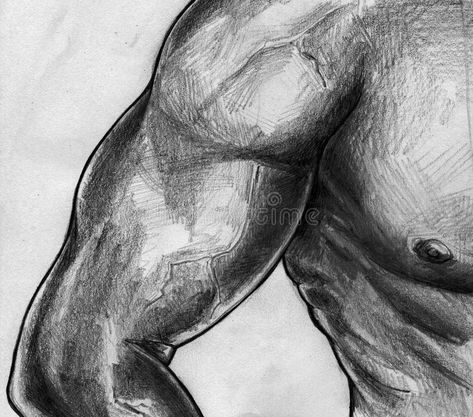 Biceps and torso sketch stock illustration. Illustration of images -  44324439 How To Draw Biceps, Bicep Sketch, Bicep Drawing, Muscles Illustration, Torso Sketch, Muscular Male, Bicep Muscle, Draw People, Male Torso