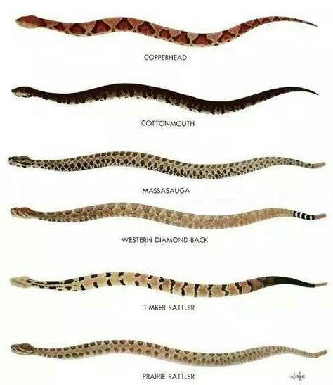 Snake Types - East Texas Texas Snakes, Types Of Snakes, Poisonous Snakes, Snake Venom, Survival Life Hacks, Survival Life, Baby Moccasins, Emergency Prepping, Wilderness Survival