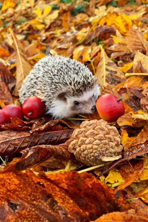 Autumn Hedgehog, Cute Animals Images, Autumn Beauty, Cute Animal Pictures, Nature Quotes, Autumn Aesthetic, Animals Images, Children's Book Illustration, Autumn Inspiration