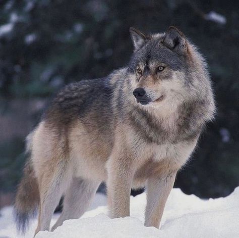 Timber Wolf Aesthetic, Lone Wolf Quotes, Wolf Clothing, Wolf Images, Wolf Photography, Wolf Photos, Wild Animals Pictures, Timber Wolf, Dire Wolf