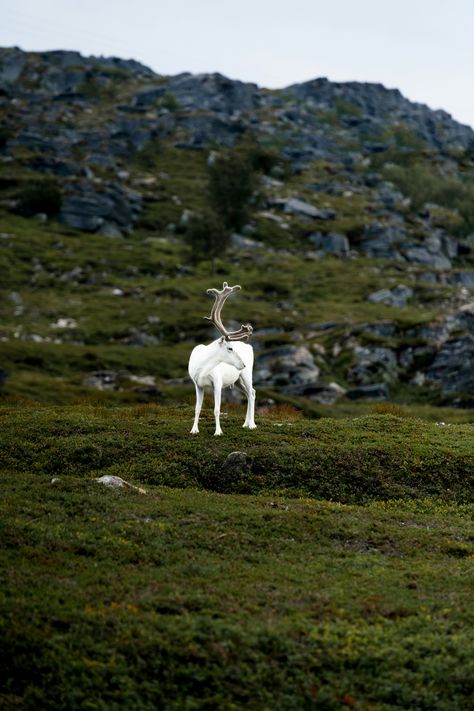 Norway Reindeer, Norway Nature, Beautiful Norway, White Reindeer, Wildlife Prints, Funny Animal, Beautiful Wallpapers, Animal Photography, Pet Birds