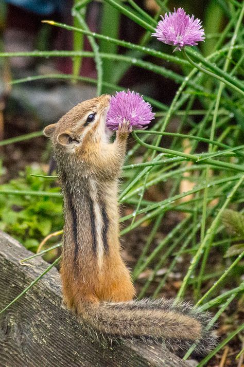 Chipmunk Aesthetic, Addie Core, Jenna Core, Chipmunk Art, Pets Aesthetic, Dumbo Rat, Theodore James, North American Animals, Iphone 5s Wallpaper