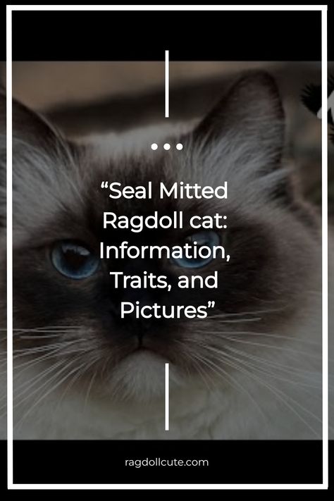 Welcome to our article on Seal Mitted Ragdoll cats. In this section, we’ll provide you with a brief overview of this delightful breed. Known for their Seal Mitted Ragdoll, Ragdoll Cat Colors, Cat Information, Mitted Ragdoll, French Cat, Ragdoll Cat Breed, Ragdoll Cats, Ragdoll Kitten, Interactive Play