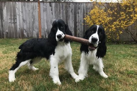 25 cute English Springer Spaniel puppies for sale in Dover, Delaware | Good Dog Blue Blood Bulldog, American Leopard Hound, English Springer Spaniel Puppy, Springer Spaniel Puppy, English Coonhound, Dover Delaware, American Water Spaniel, Spaniel Puppies For Sale, Springer Spaniel Puppies