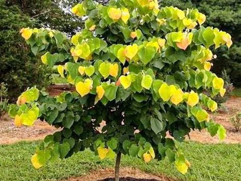 Redbud Tree | Redbud Trees for Sale — PlantingTree Eastern Redbud Tree Landscapes, Red Bud Trees Landscaping, Flame Thrower Redbud Tree, Redbud Tree Landscaping, Rising Sun Redbud Tree, Rising Sun Redbud, Garden Bushes, Eastern Redbud Tree, Redbud Trees