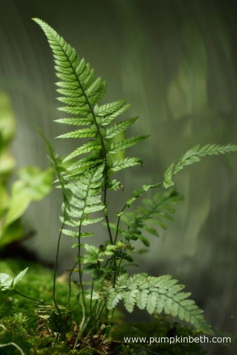 Fern Reference, Fern Plant Aesthetic, Ferns And Mushrooms, Ferns In The Forest, Fern Photo, Forestcore Aesthetic, Nature Composition, Dolphin Mural, Pear Preserves