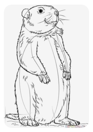 Groundhog Drawings, How To Draw An Otter Step By Step, Gopher Drawing, Marmot Drawing, Groundhog Drawing, Groundhog Illustration, Groundhog Art, Groundhog Pictures, Shop Mural