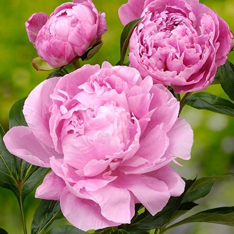 Alexander Fleming, Cottage Garden Flowers, Paeonia Lactiflora, Gladioli, Cottage Garden Plants, Peonies Garden, Peonies Bouquet, Rose Art, Pink Peonies