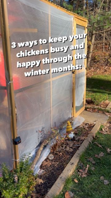 Brittni Poisson | Design, DIY & Chickens on Instagram: "Keeping chickens busy in winter, especially if they’re kept in a run, is super important! I’m always looking for new ways to entertain them, but here a few fan favorites over here! #chickensofinstagram #chickenlady #chickens" Chicken Accessories Diy, Winter Chicken Coop Ideas, Winterizing Chicken Coop, Chicken Coop Winter, Chicken Accessories, Chickens In The Winter, Chicken Lady, Keeping Chickens, Chicken Scratch