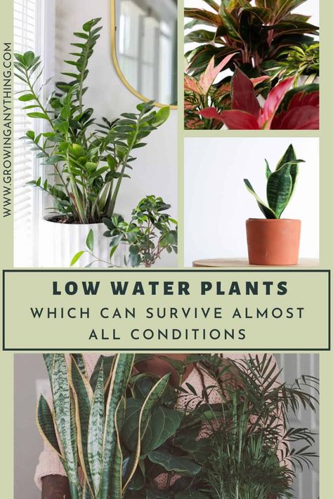 40 Low Water Plants Which Can Survive Almost All Conditions Plants That Only Need Water, House Plants That Can Live In Water, Plants That Can Live In Water, Plants That Root In Water, Plants That Don’t Need Much Water, Plants Grown In Water Houseplant, Low Maintenance House Plants, Cabin Vibes, Low Water Plants