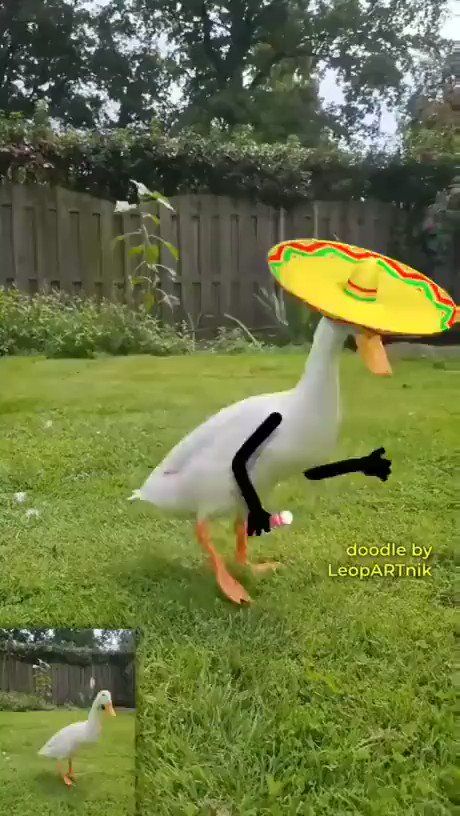 Funny Dancing Gif, Animals Video, Dancing Animals, Funny Animals With Captions, Good Morning Funny Pictures, Animal Humour, Funny Animated Cartoon, Chicken Farming, Garden Art Ideas