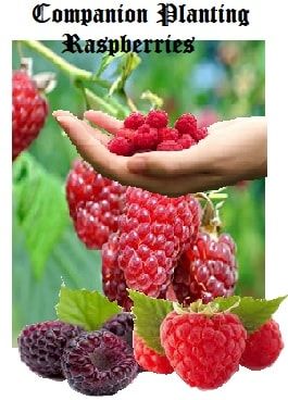 Fruit Companion Planting, Raspberry Garden Bed, Raspberry Trellis Ideas, Rasberries Garden, Raspberry Companion Plants, When To Plant Raspberry Bushes, When To Transplant Raspberry Plants, Raspberry Trellis, Food Forest Garden