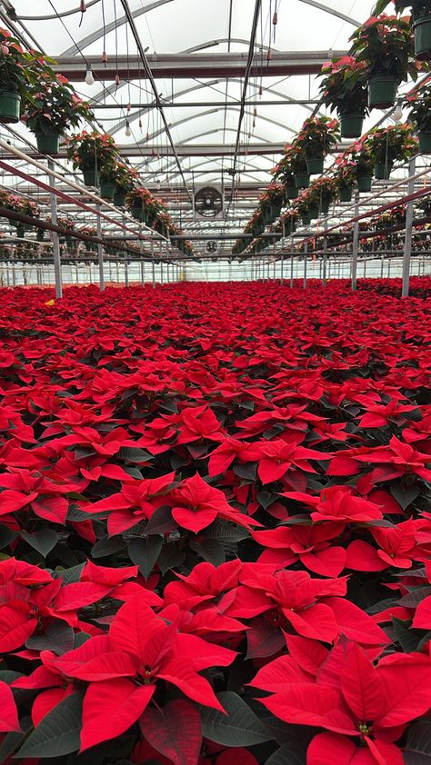 #poinsettia #greenhouse #growers Poinsettia, Christmas