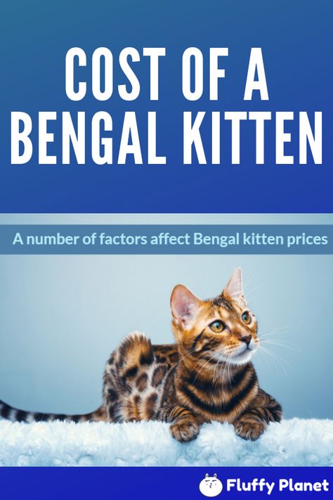 On average: The cost of a Bengal cat is a thousand dollars. However: It can be as high as ten thousand dollars or as low as four hundred dollars. Find out more here Bengal Cat Training, Snow Bengal Kitten, Bengal Cat Colors And Patterns, Bengal Cat For Sale, Bengal Kittens For Sale, Cashmere Bengal Cat, Bengal Kittens, Bangle Cat Bengal Kittens, Thousand Dollars