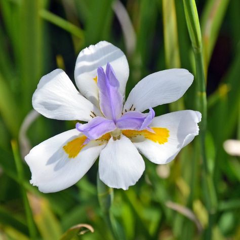 Fortnight Lily, Bush Lily, Holly Fern, Clivia Miniata, Chlorophytum Comosum, Plants Under Trees, Types Of Shrubs, Wild Iris, Throwing Shade